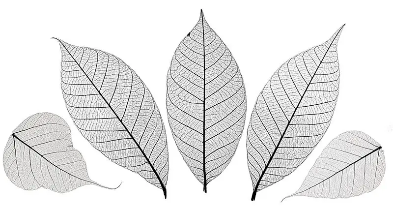 leaves-thumbnail